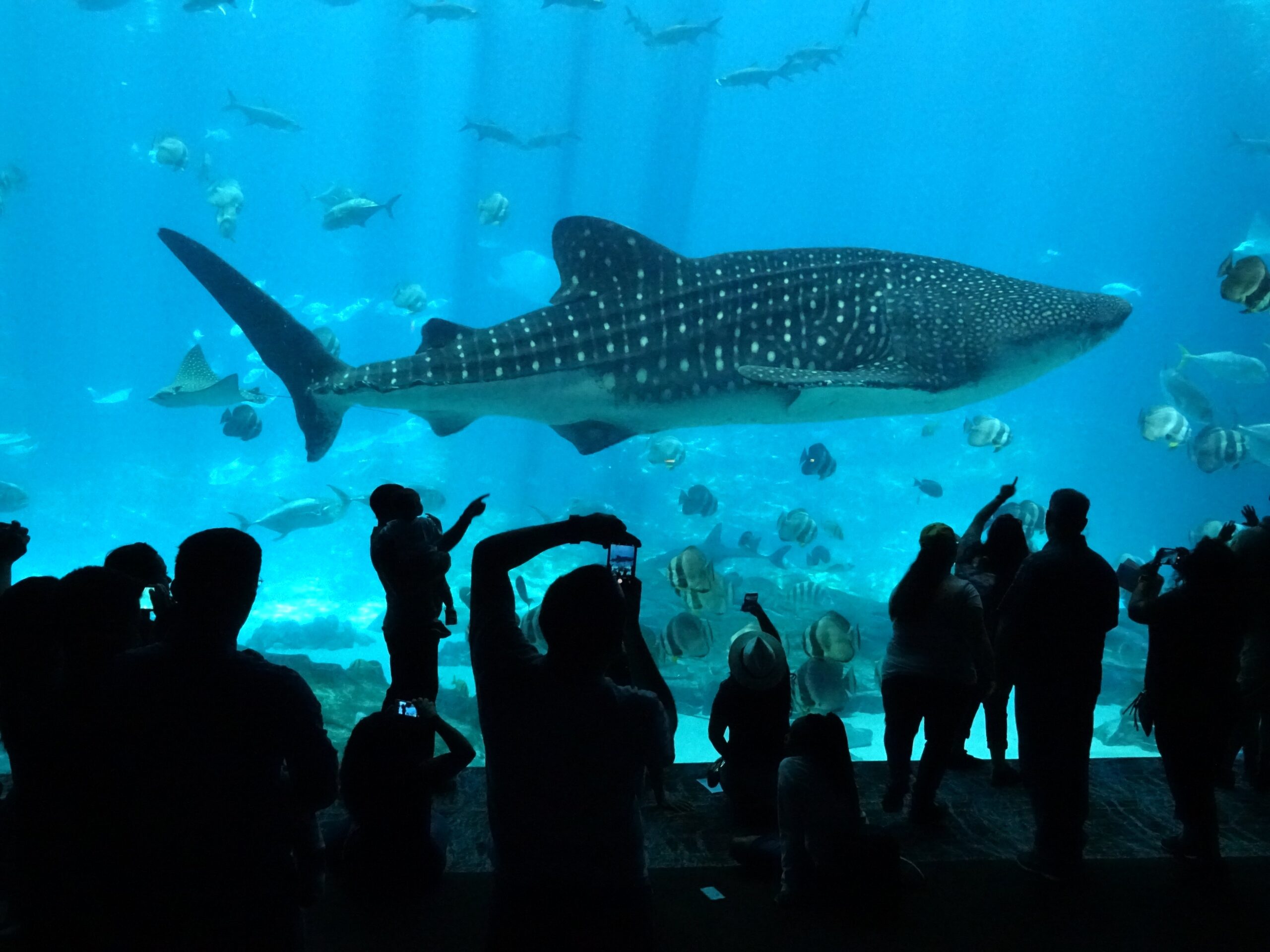 Explore the Latest Georgia Aquarium Reviews: Practical Insights for 2025 Visitors