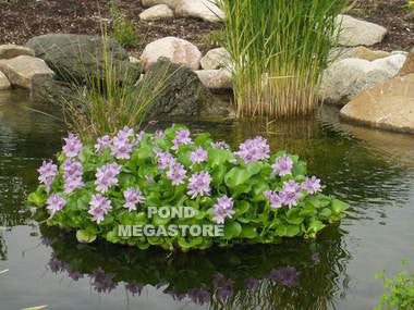 Effective Ways to Choose the Best Pond Plants for Your Garden in 2025