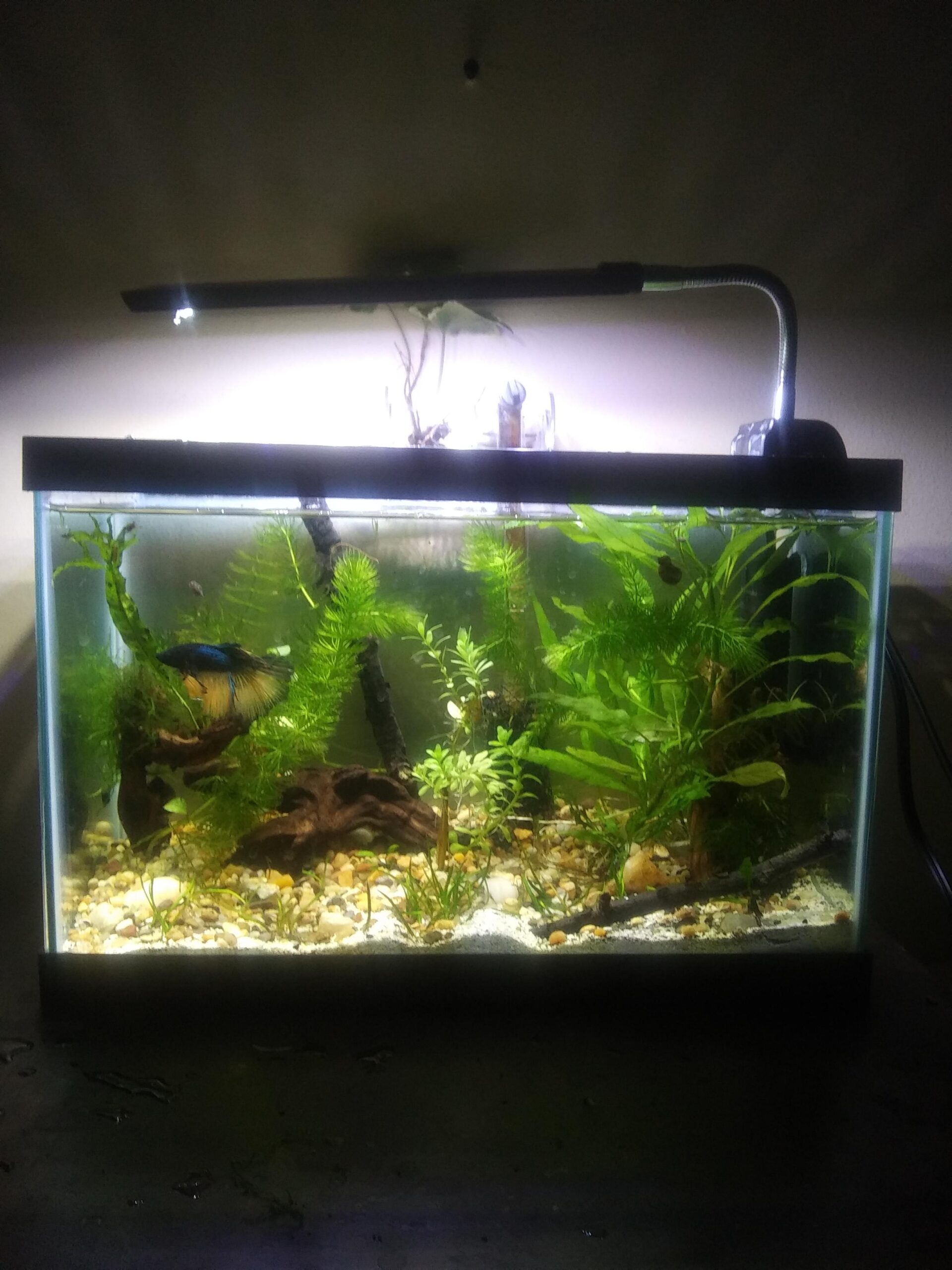 Effective Ways to Optimize Your 2.5 Gallon Fish Tank for a Healthy Aquarium in 2025