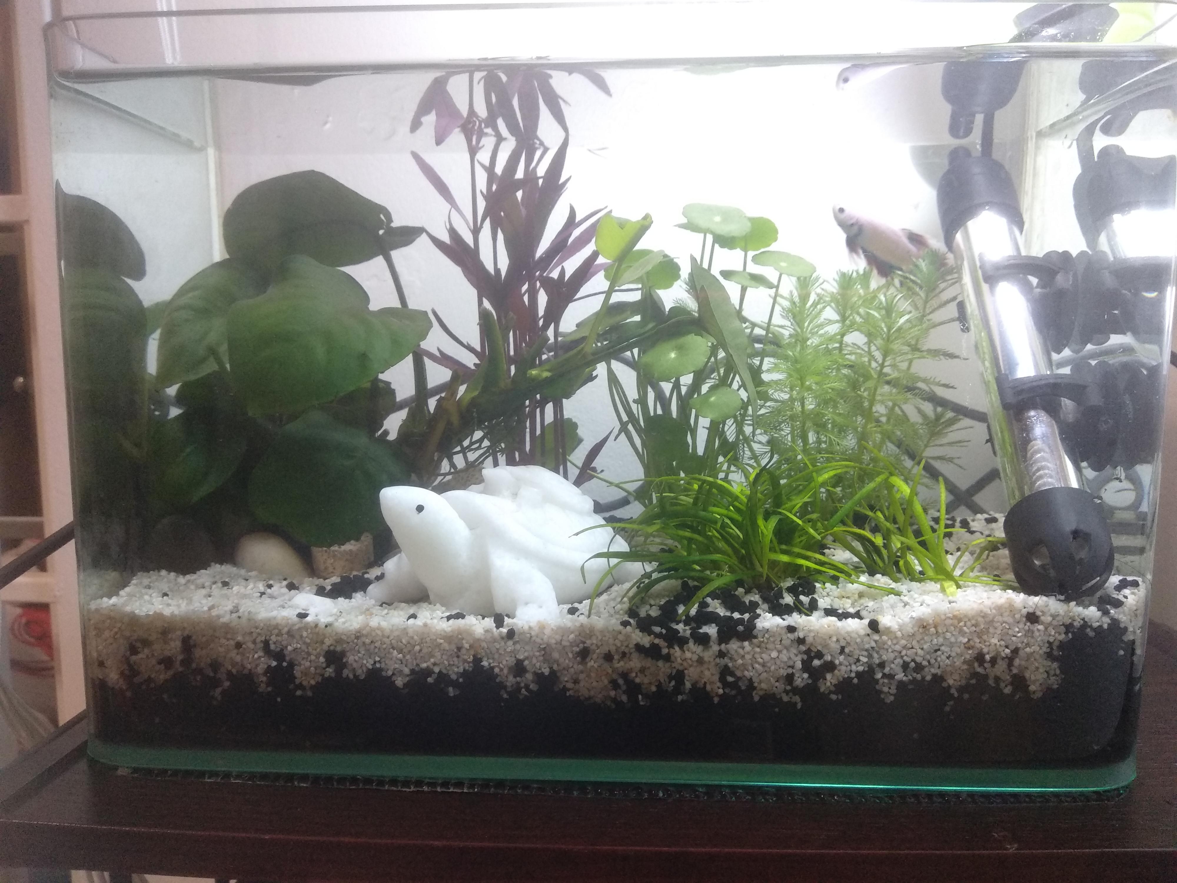 2.5 Gallon Fish Tank Example