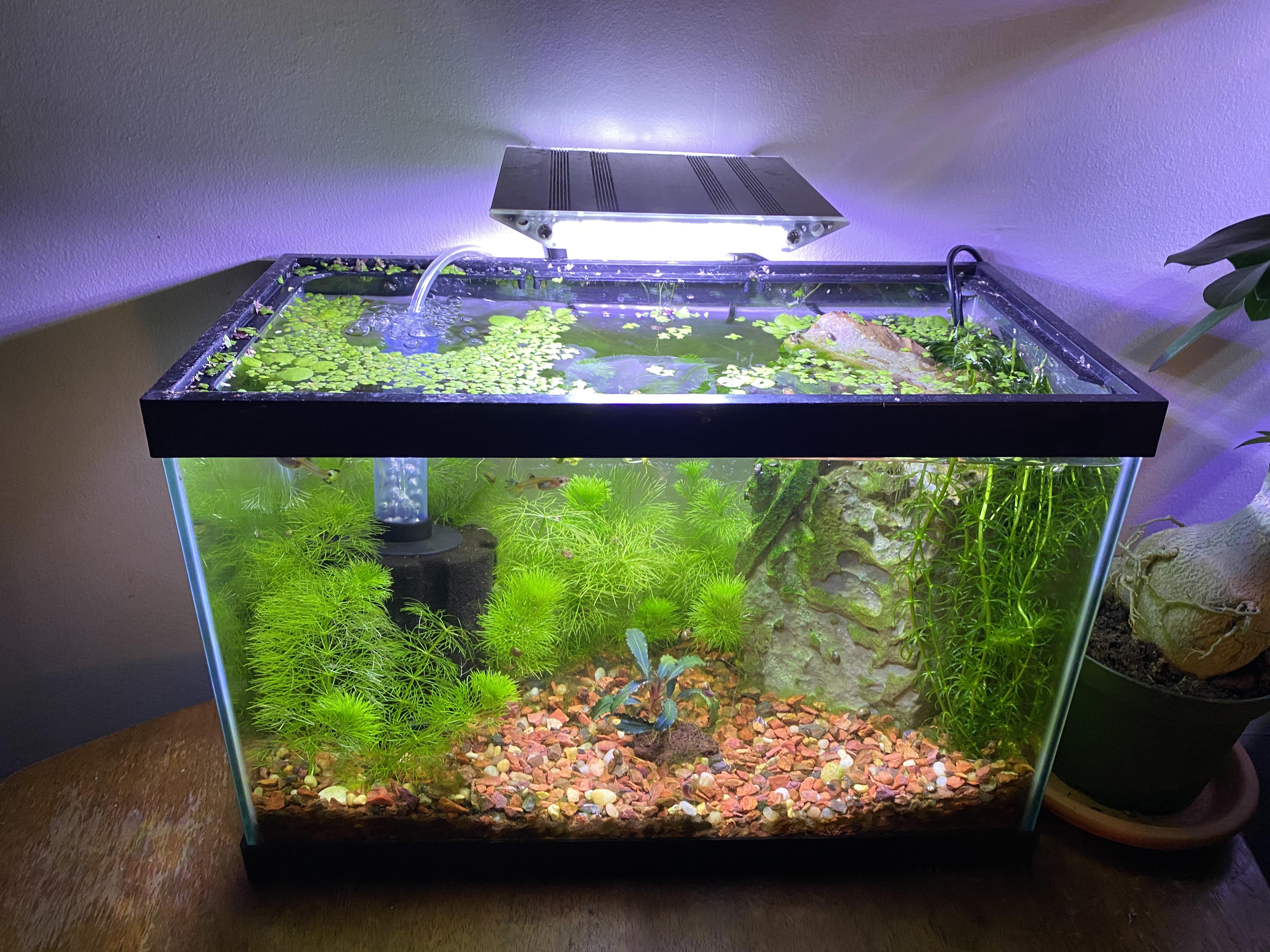 Healthy Small Fish Tank Setup