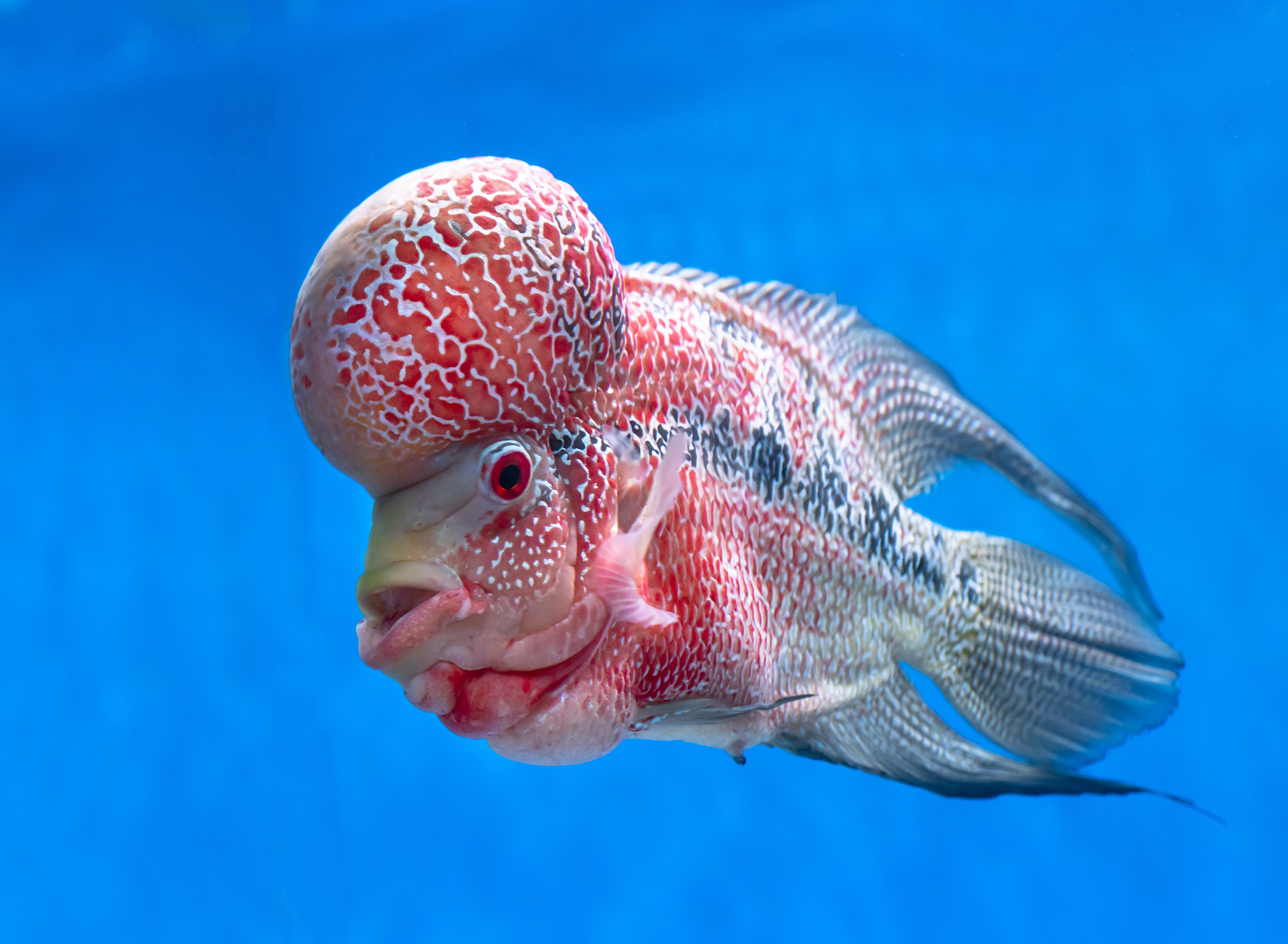 Explore 7 Weird Looking Fish You Need to Discover in 2025!