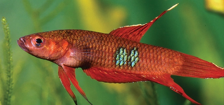 Wild Betta Fish