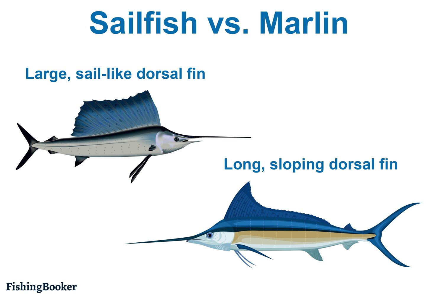 Effective Comparison of Sailfish vs Swordfish: Understanding Key Differences in 2025