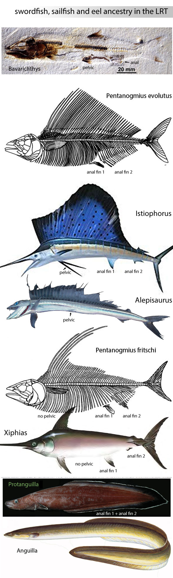 Sailfish vs Swordfish Comparison