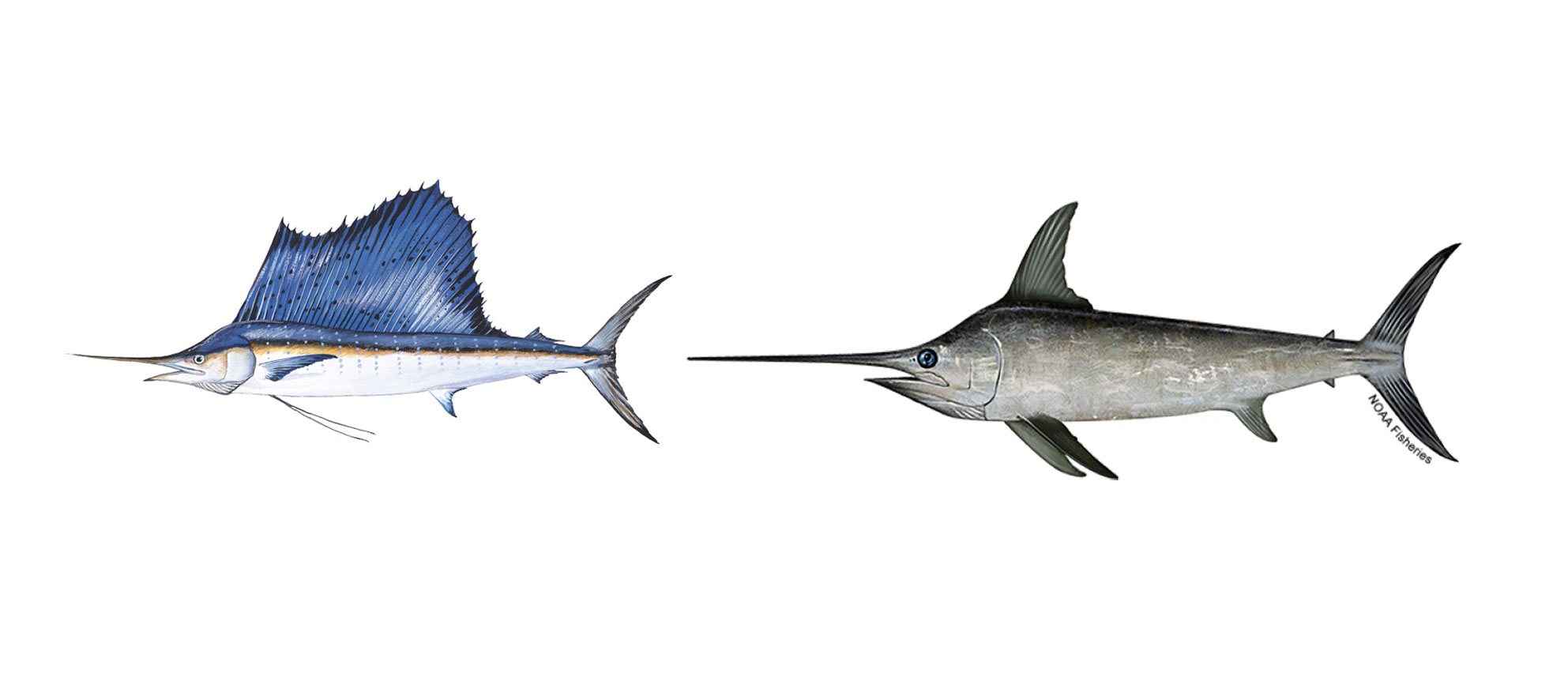 Sailfish Behavior and Characteristics