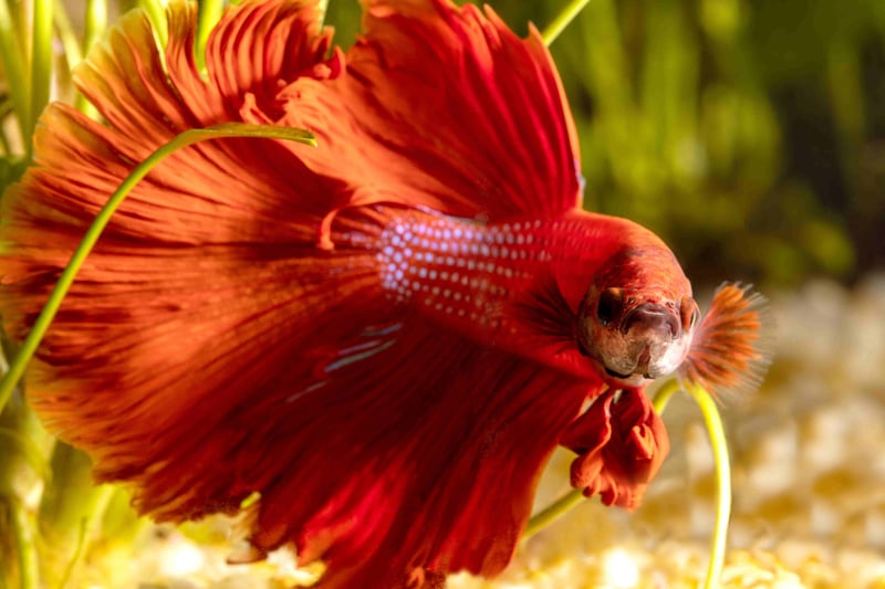 Smart Ways to Care for Red Betta Fish in 2025: Enhance Their Vibrant Colors!