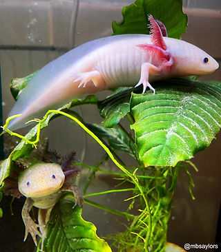 Essential Guide to Optimal Axolotl Tank Size for Healthy Growth in 2025