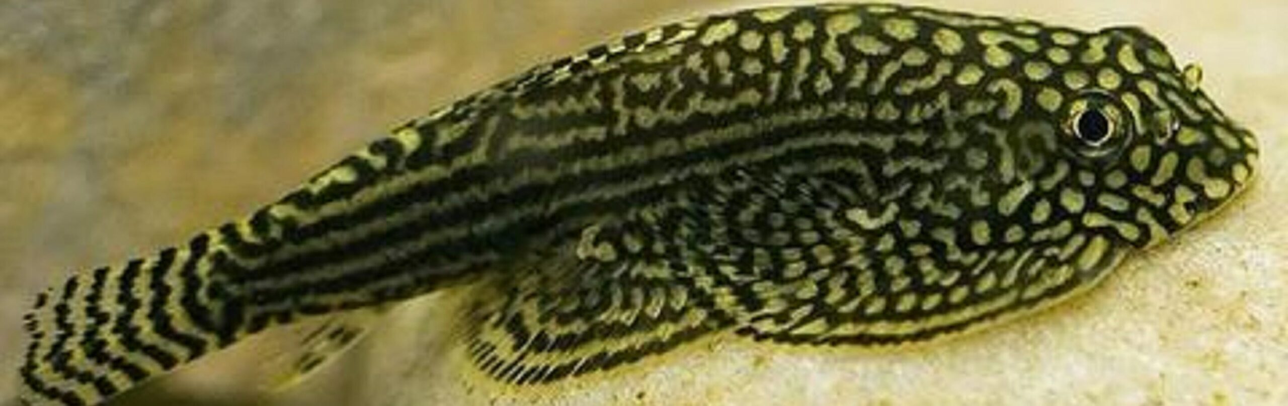 Essential Guide to Reticulated Hillstream Loach: Improve Your Aquarium in 2025