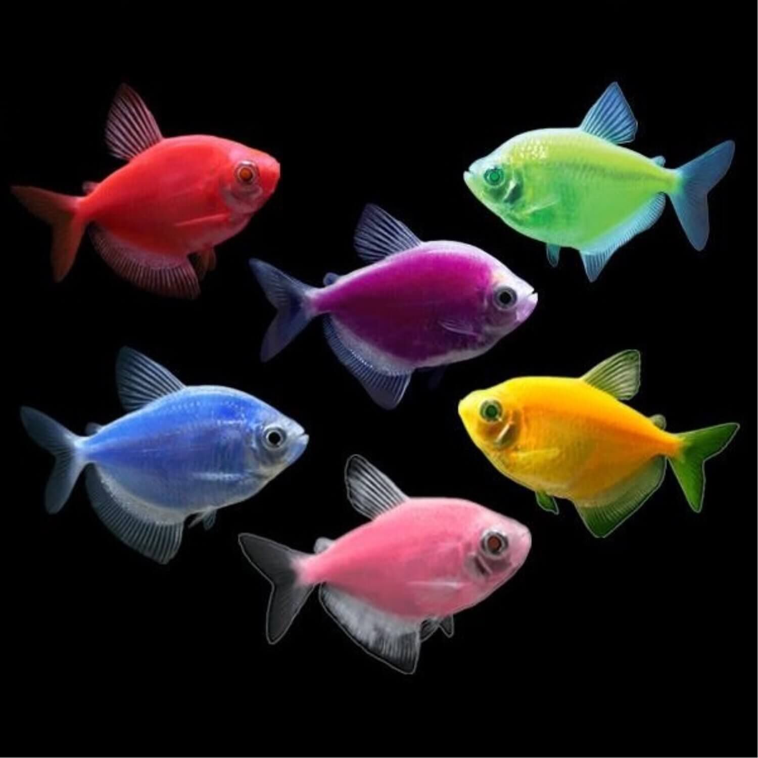 Colorful Pet Fish