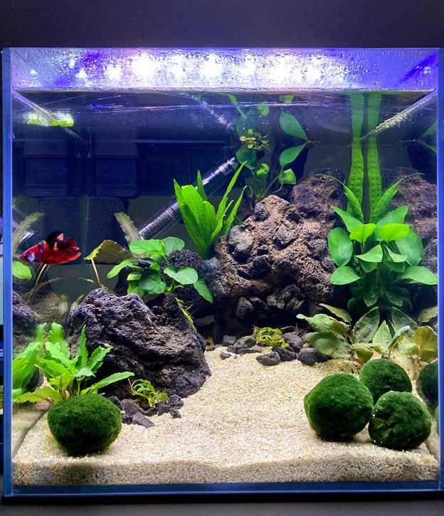 Interior Setup of Betta Fish Tank