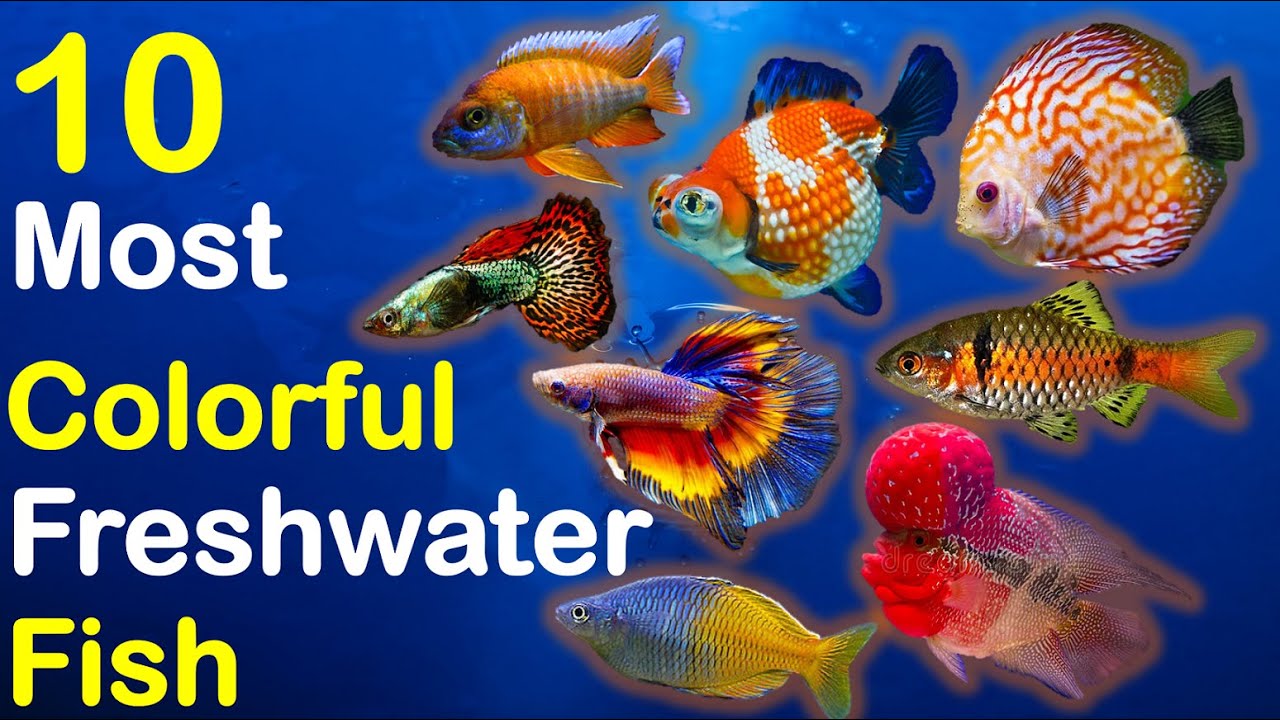 Top 5 Colorful Freshwater Fish to Enhance Your Aquarium in 2025