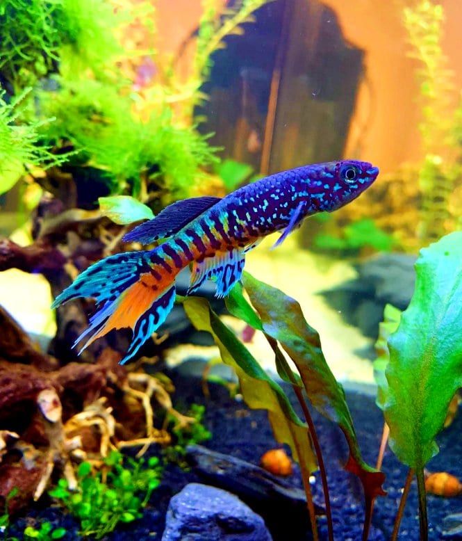 Rainbow Freshwater Fish