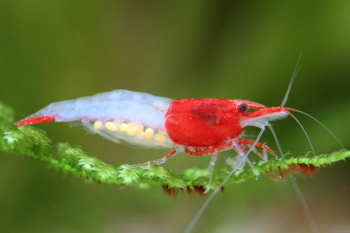 Effective Ways to Choose Neocaridina Shrimp for Sale in 2025: Discover Your Perfect Aquarium Match