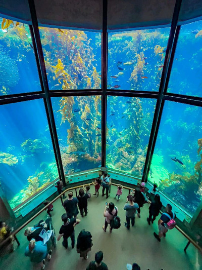 Marine Life at Monterey Bay Aquarium