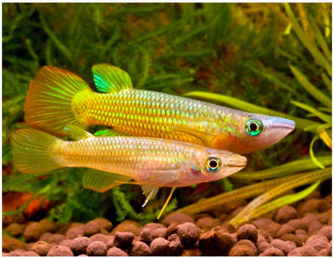 Effective Ways to Optimize Golden Wonder Killifish Care in 2025 – Discover Proven Tips!