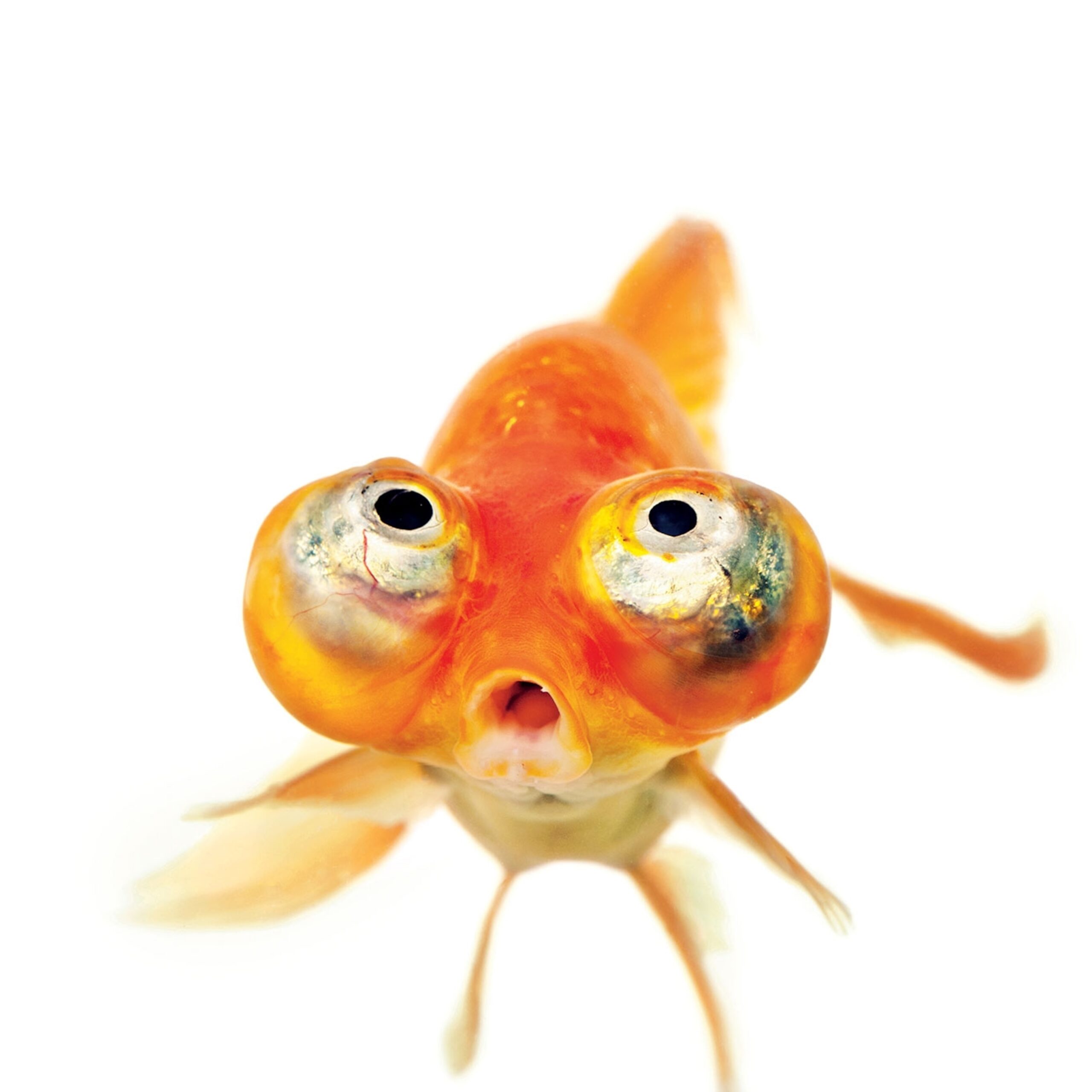 Effective Ways to Care for Big Eyed Goldfish in 2025: Optimize Their Environment!