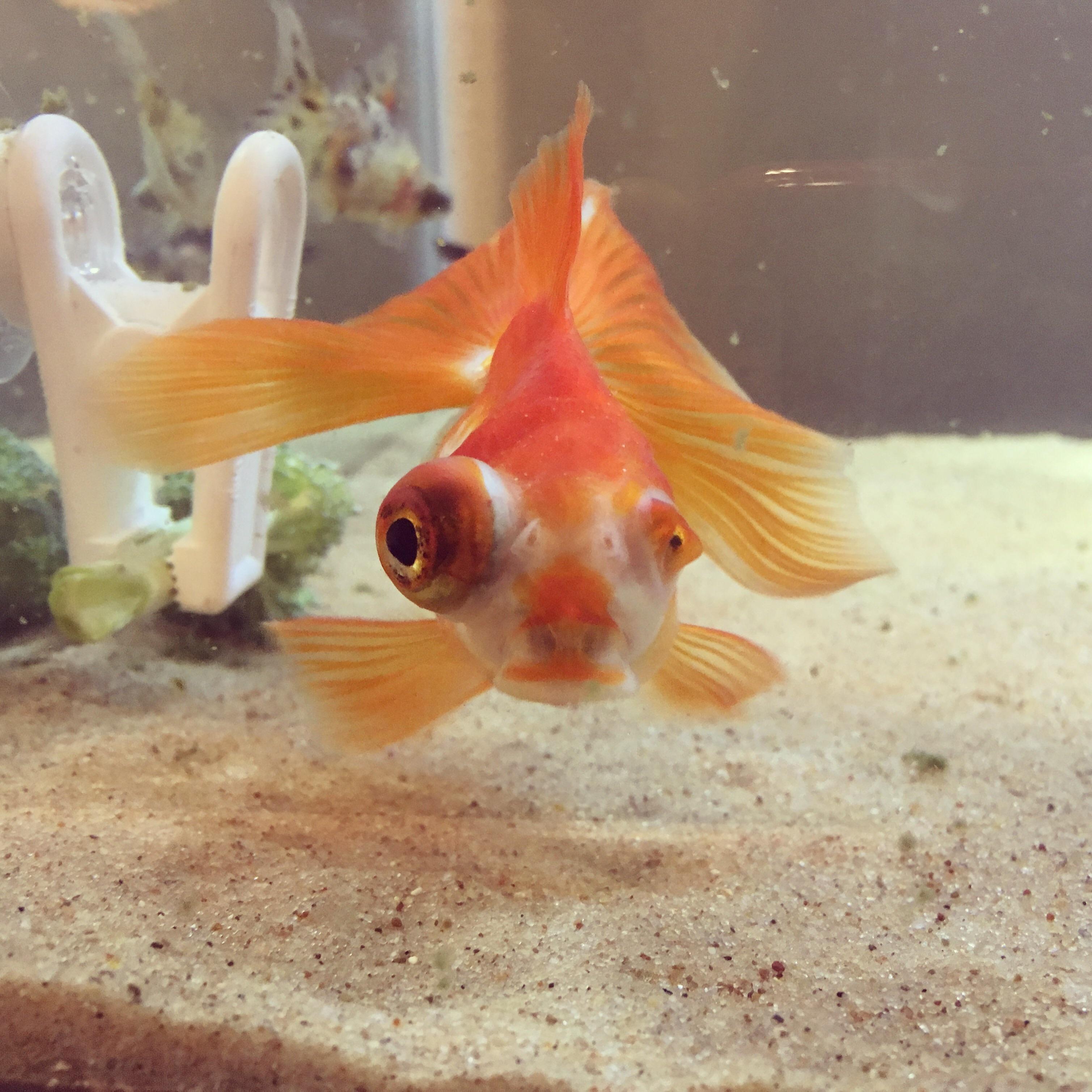 Big Eyed Goldfish in Aquarium