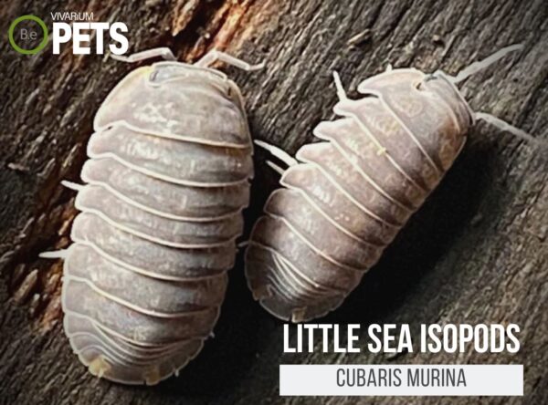 Top 5 Isopod Diet Options for Keeping Them Healthy in 2025