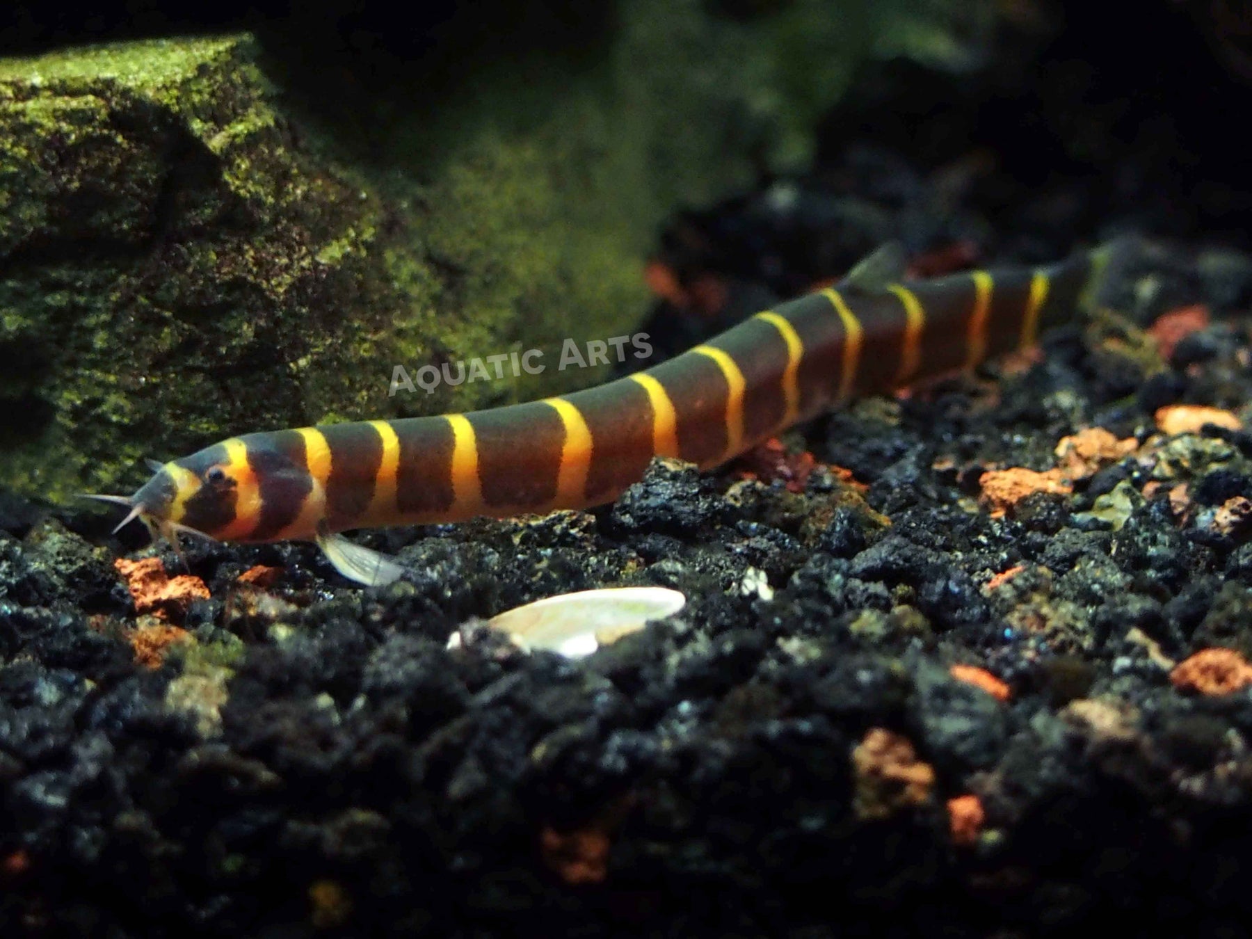 Best 5 Kuhl Loach Options for Your 2025 Aquarium – Discover the Latest Care Tips!