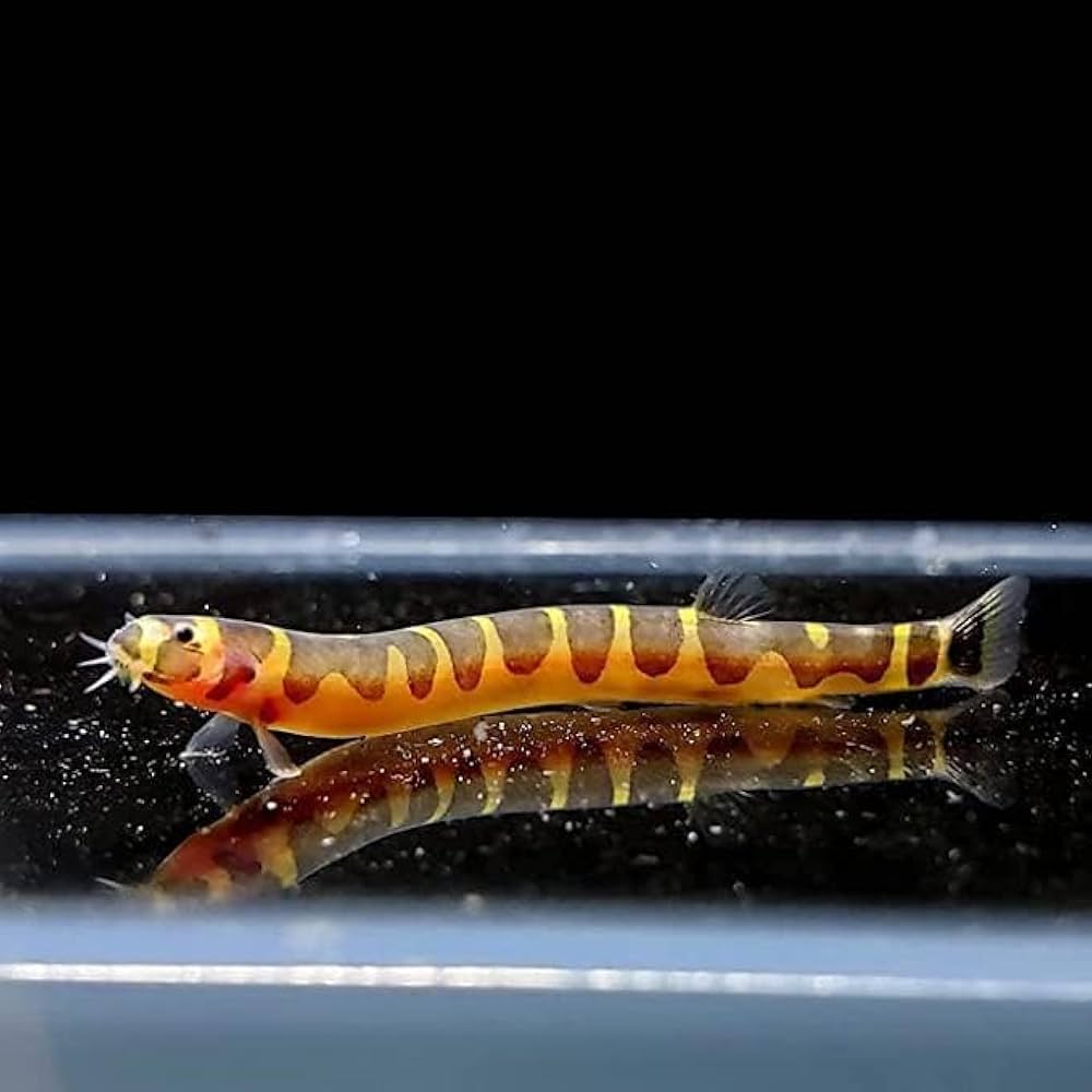 Kuhli Loach