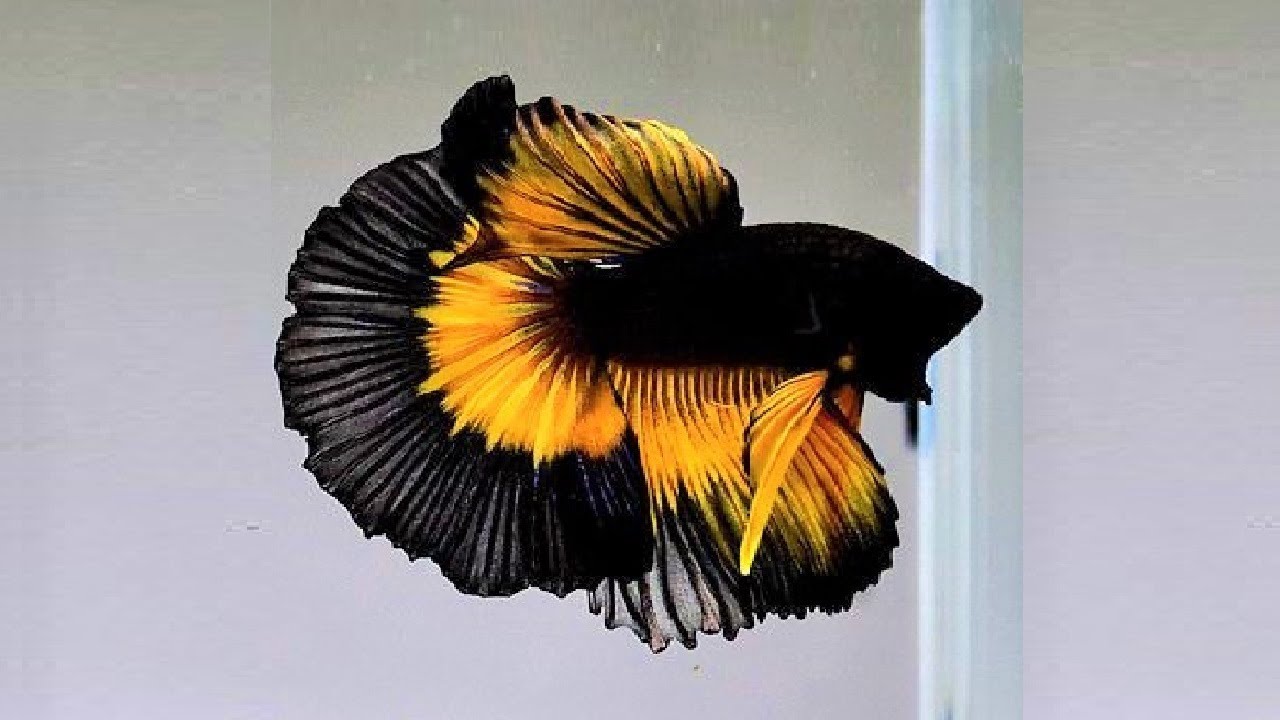 Effective Ways to Enhance Your Beautiful Betta Fish in 2025: Discover Unique Tips and Techniques