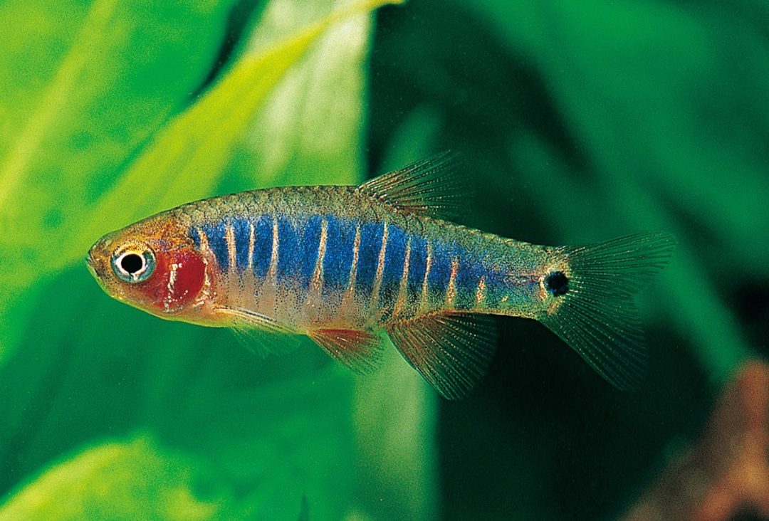 Practical Guide to Raising Emerald Dwarf Rasbora in 2025 for a Thriving Aquatic Home