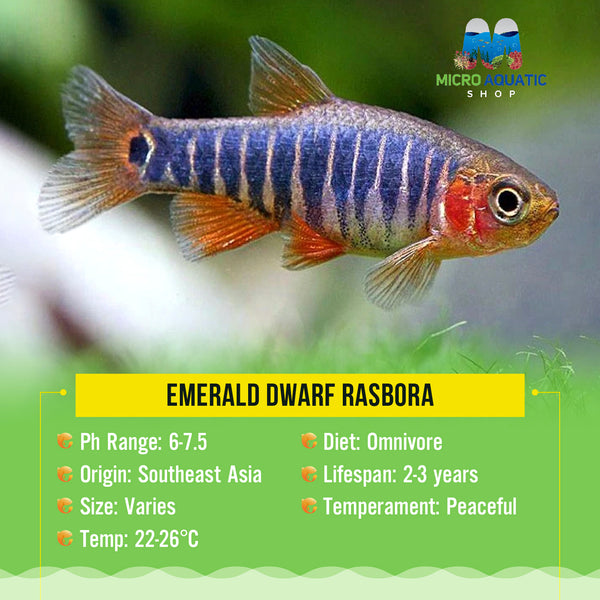 Emerald Dwarf Rasbora in an Aquarium