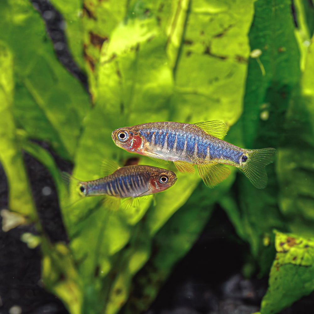 Emerald Dwarf Rasbora Swimming