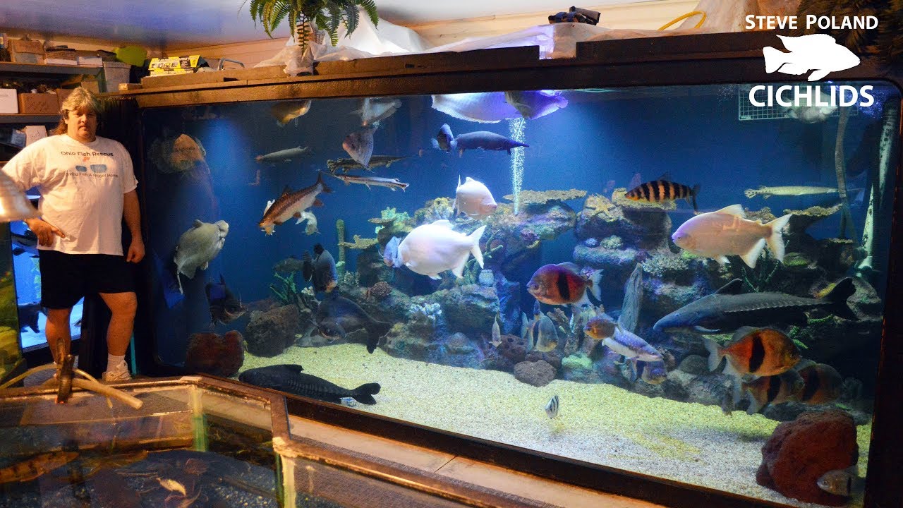 Innovative Fish Tank Design