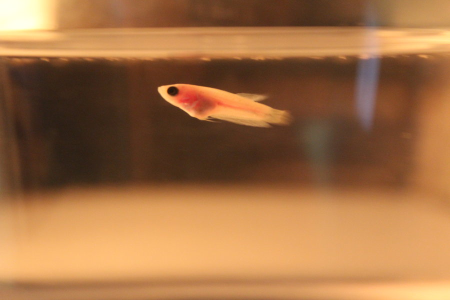 Effective Guide to Caring for Baby Betta Fish in 2025: Tips for Healthy Growth