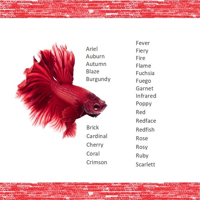 Top Betta Fish Names