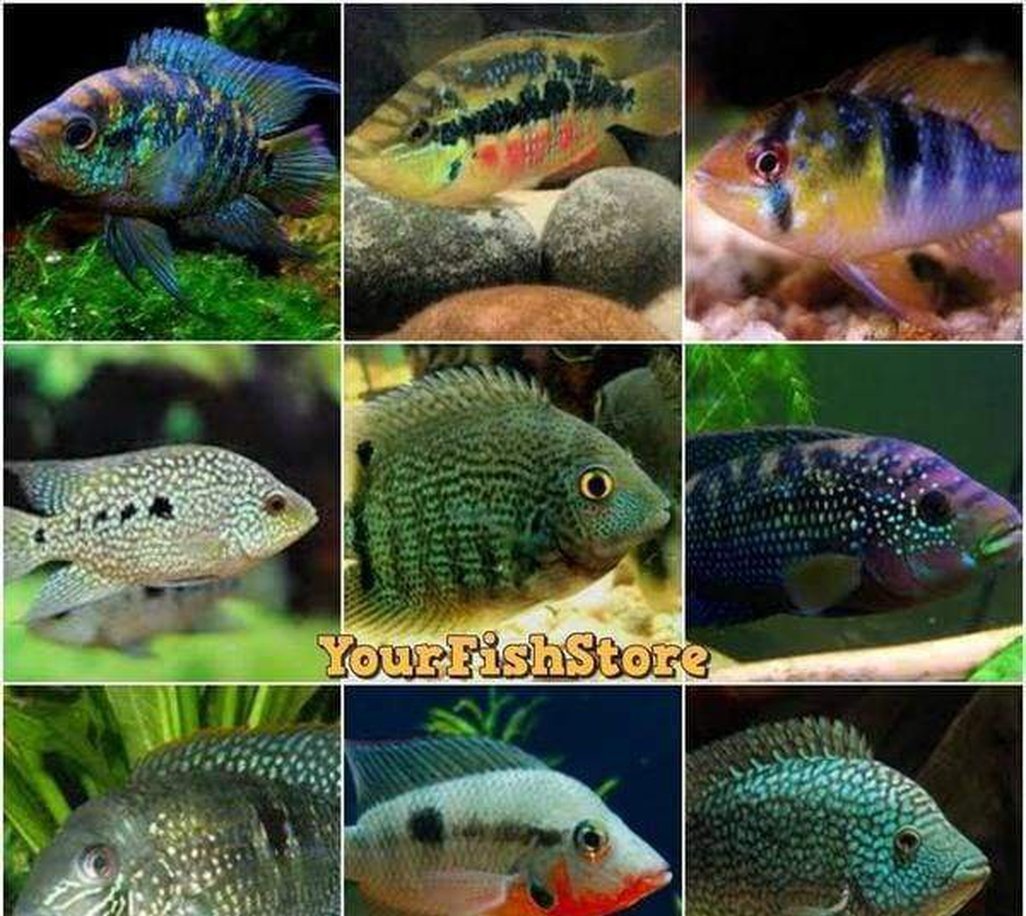 Effective Ways to Care for South American Cichlids: Discover Practical Tips for Success in 2025