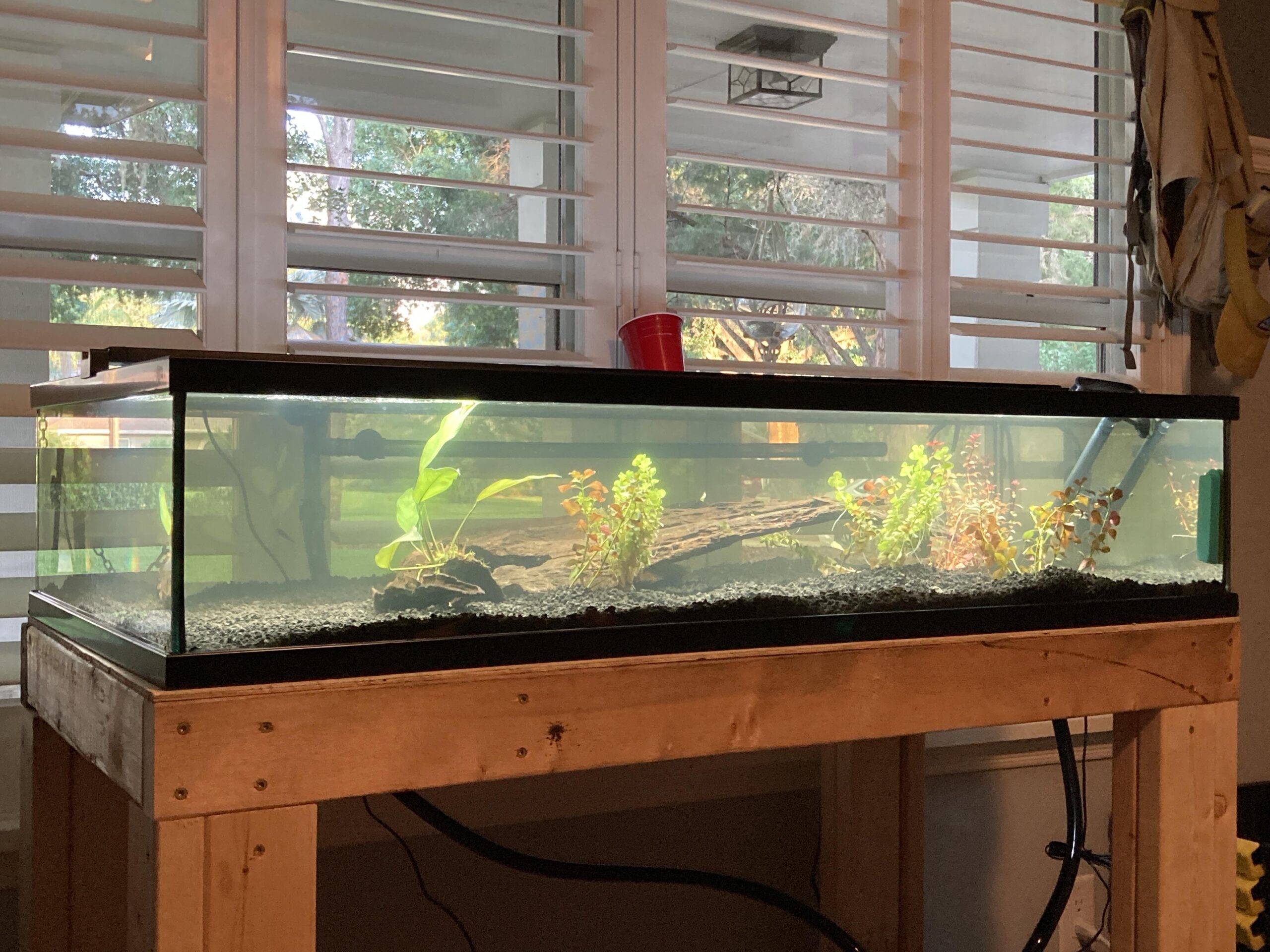 Smart Ways to Optimize Your 50 Gallon Aquarium in 2025: Explore Effective Techniques for a Healthy Environment