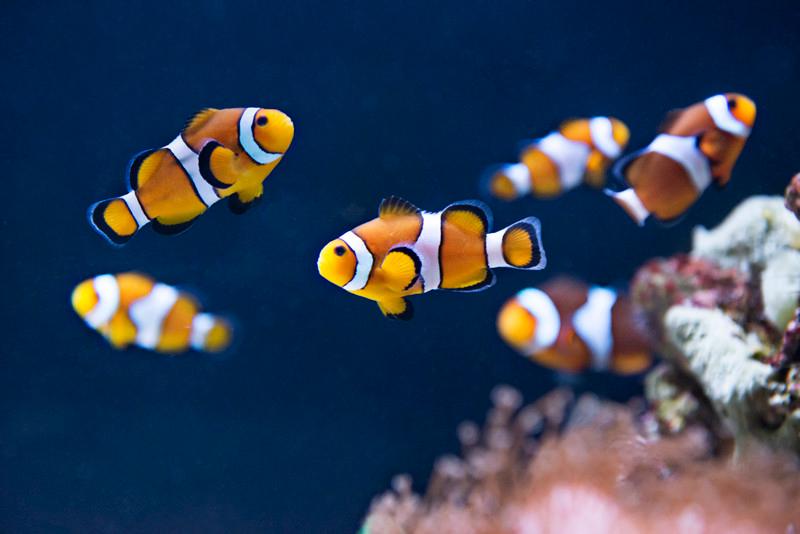 Best 5 Clownfish for Sale: Smart Choices for Your Aquarium in 2025