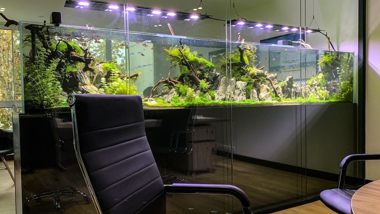 Complete Guide to Big Fish Tanks: Smart Choices for Modern Aquarists in 2025