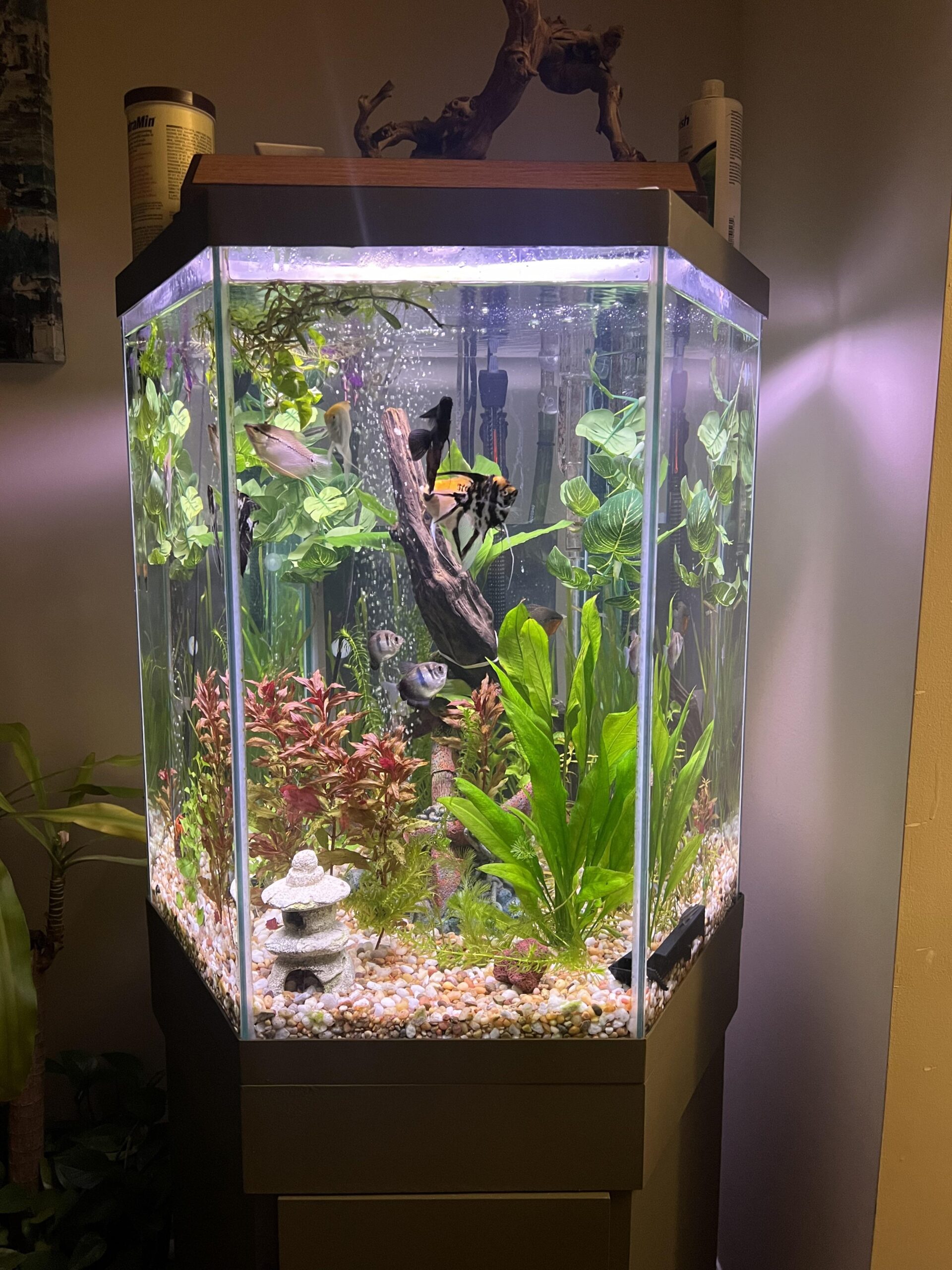 Smart Ways to Optimize Your Hexagon Fish Tank Design for 2025