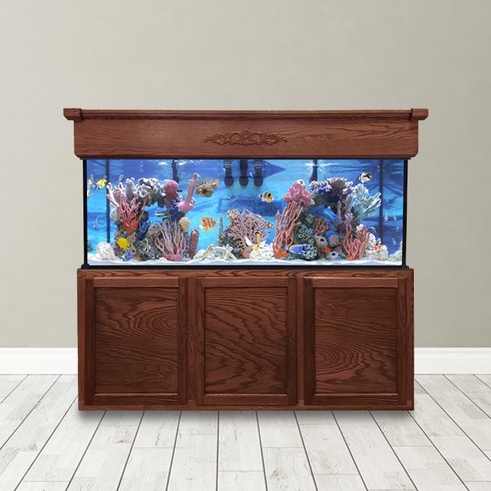 Stunning View of 100 Gallon Aquarium