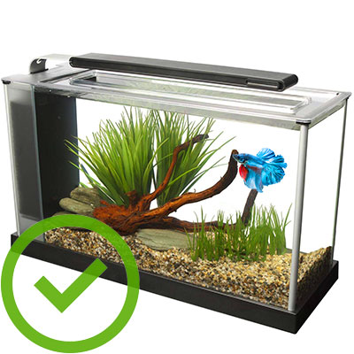 Essential Guide to Betta Fish Tank Size: Practical Tips for 2025