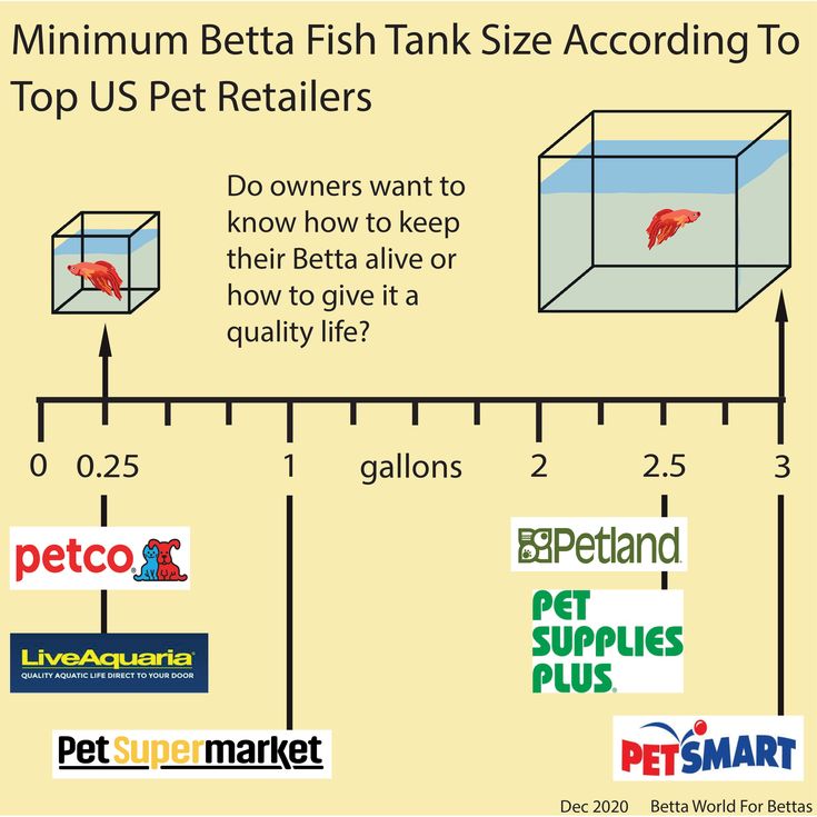 Ideal Betta Fish Aquarium