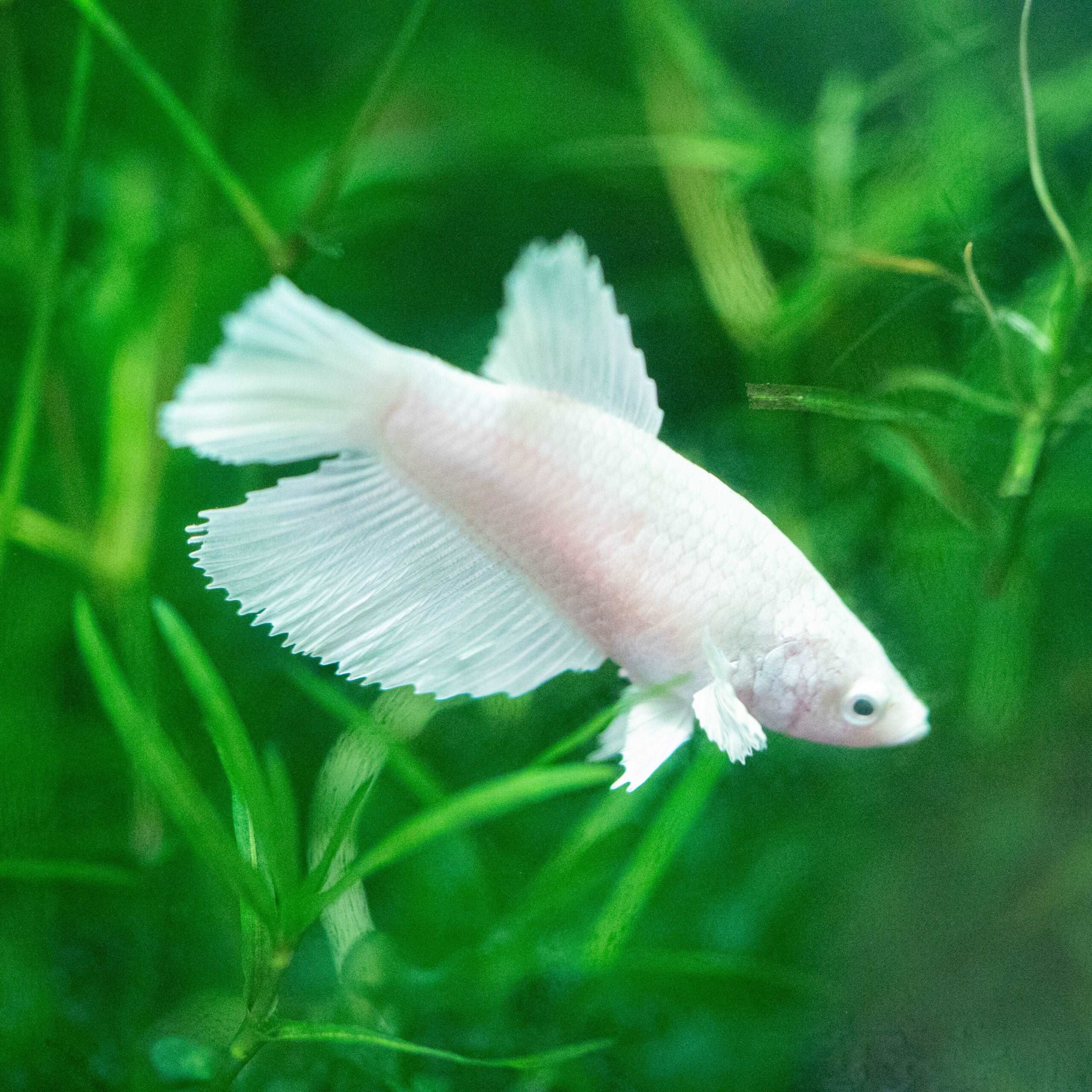 Effective Ways to Care for Female Betta Fish in 2025 – Discover Pro Tips!