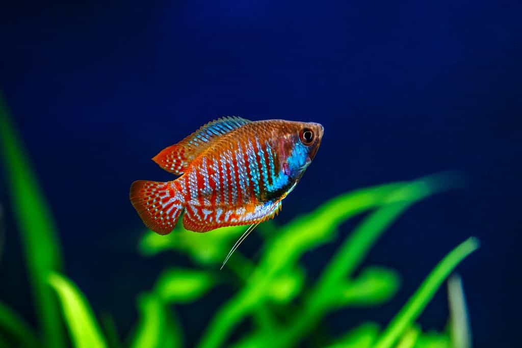 Effective Ways to Choose Angel Fish Tank Mates for a Peaceful Aquarium in 2025