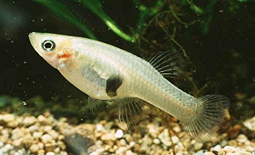 Top 5 Options for Buying Mosquito Fish in 2025: Proven Safe Solutions!