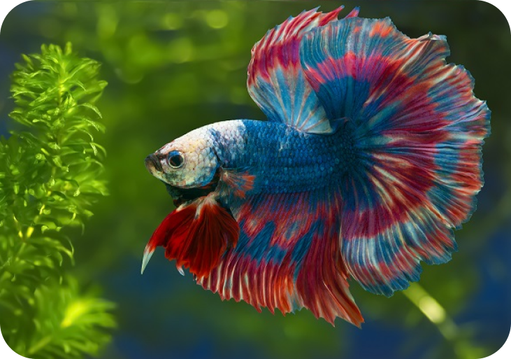 Top 5 Places to Find Betta Fish Near You in 2025 – Discover Your Perfect Pet!