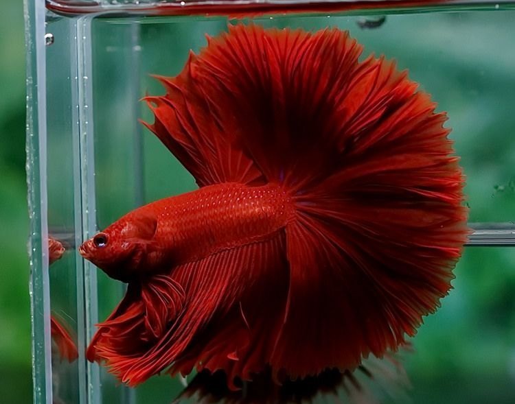 Beautiful colorful betta fish