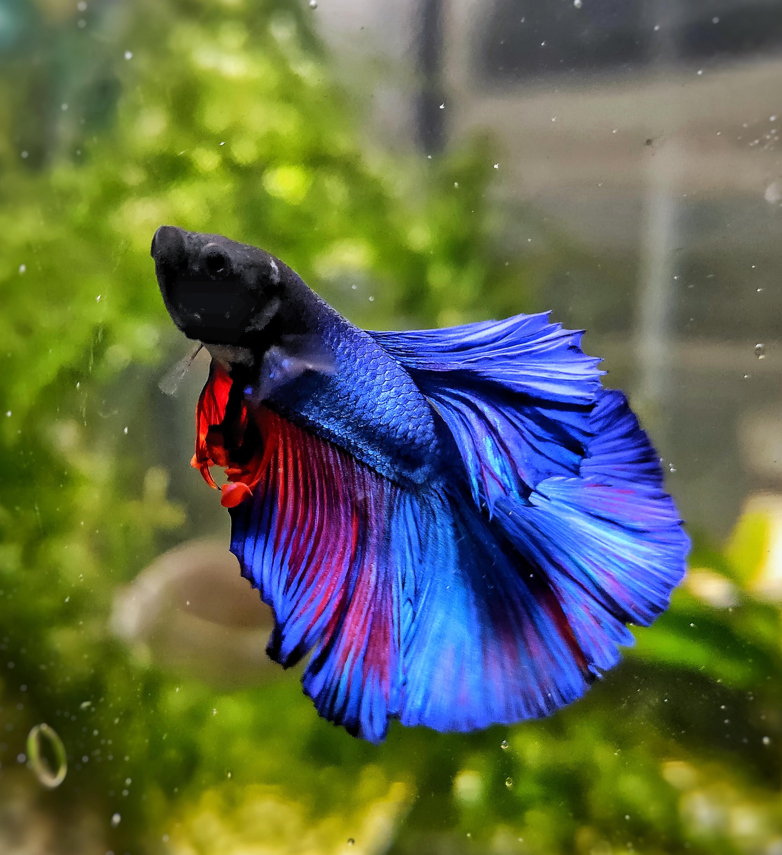 Betta fish in a planted aquarium