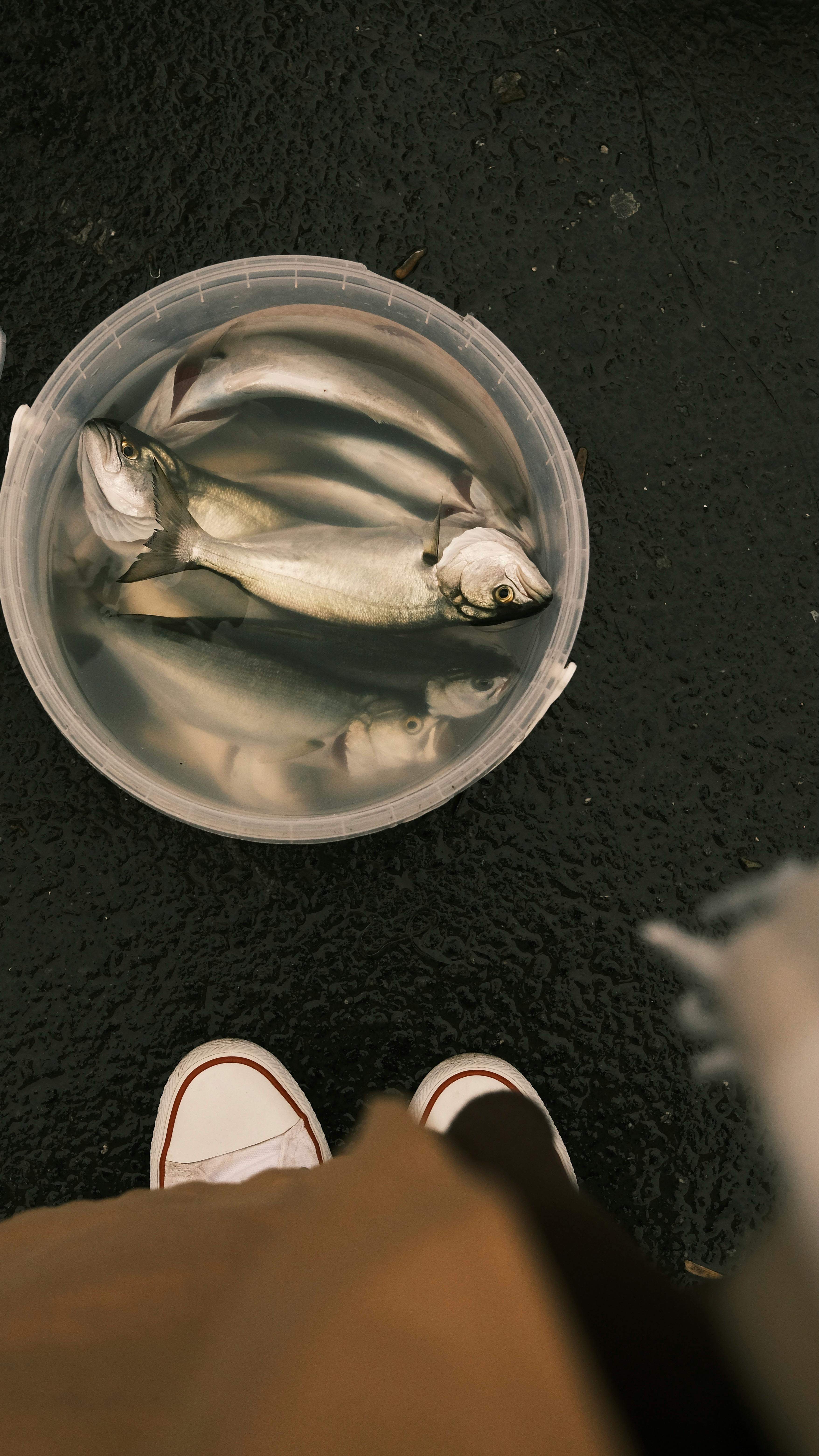 Feeding Guppies with Vegetables