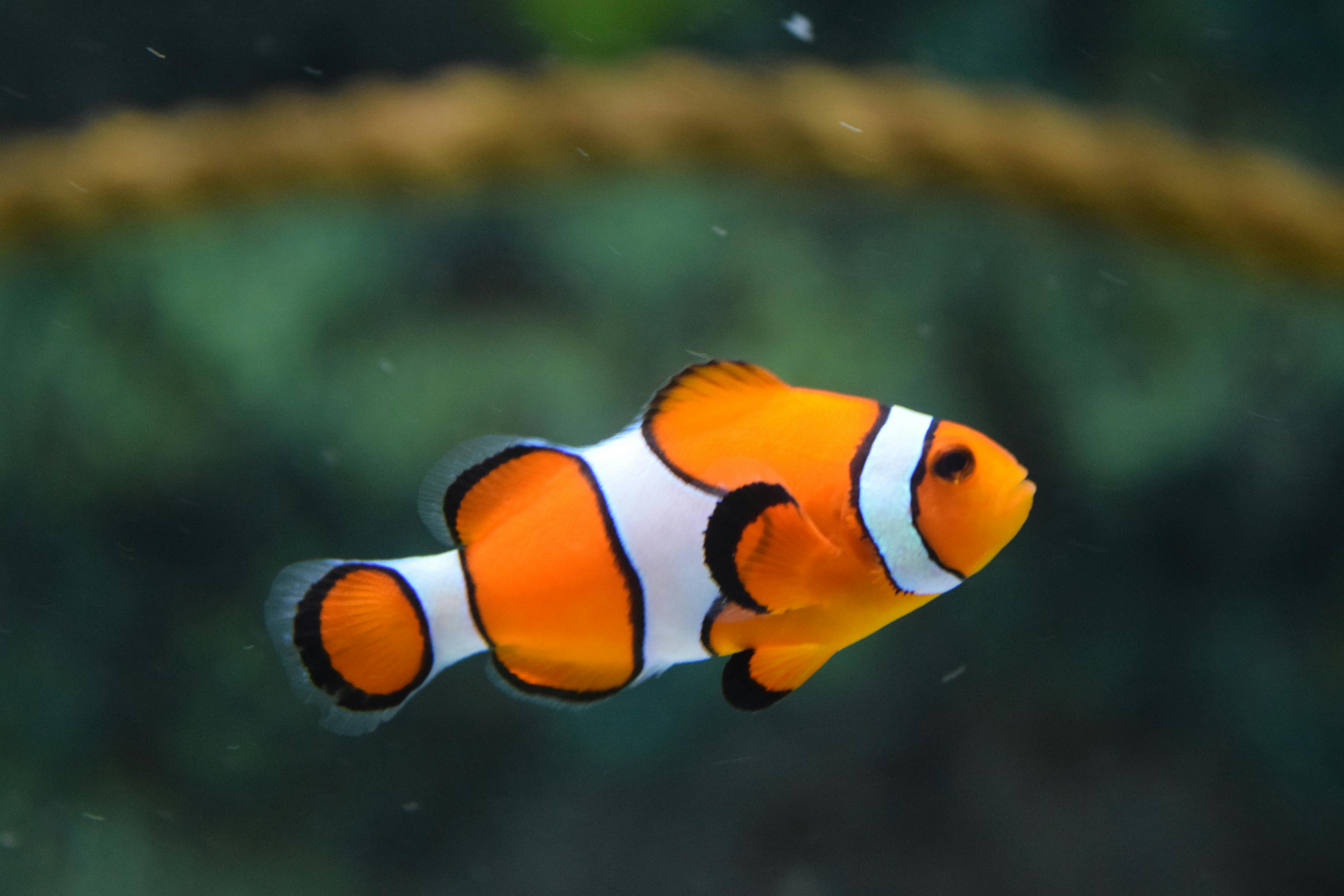 Interactive Exhibit at Austin Aquarium