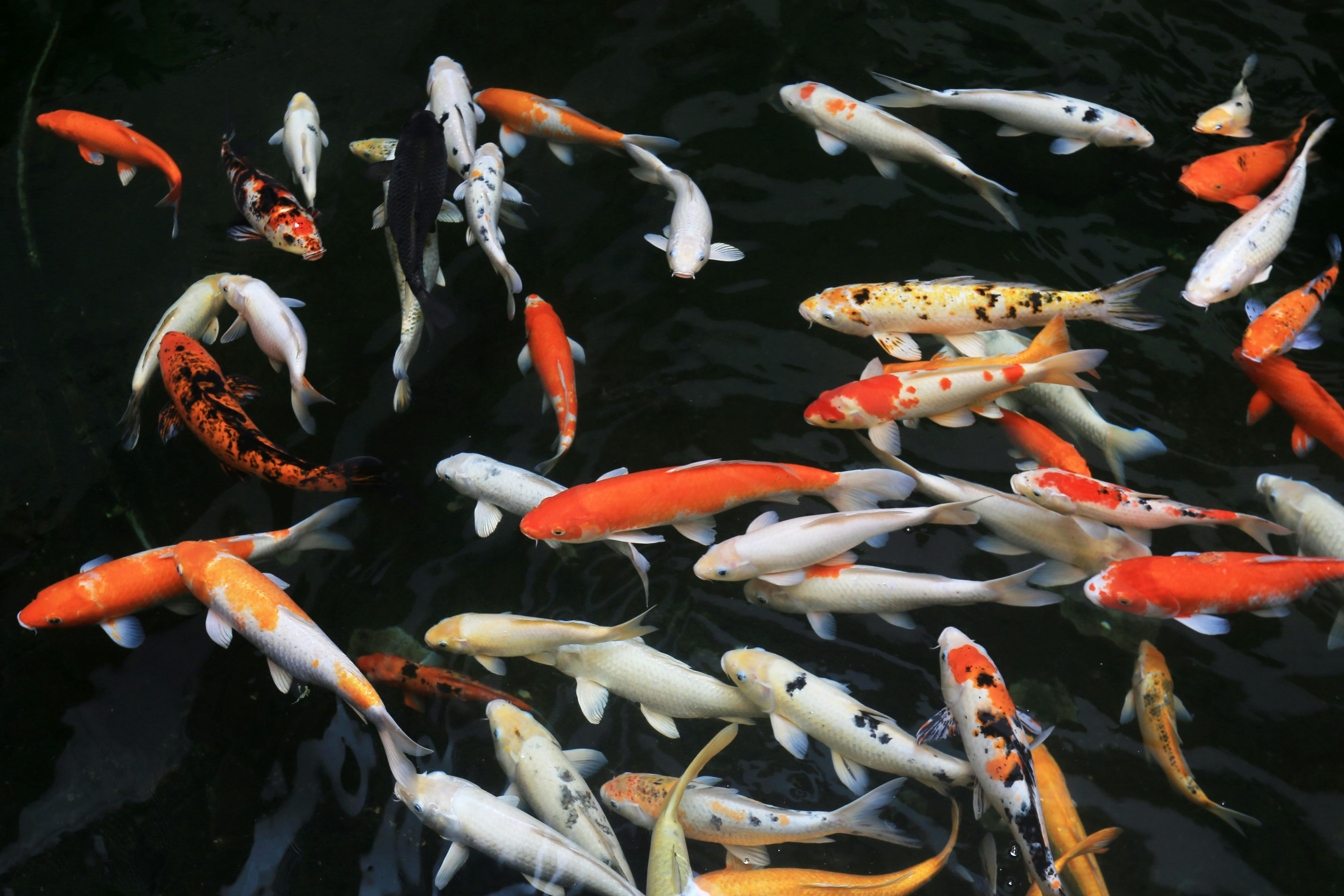 Koi Fish Varieties