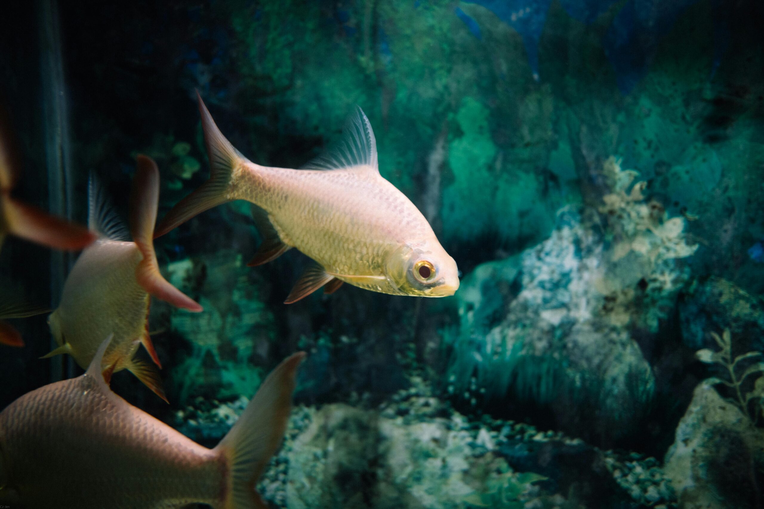 Yes, there are a few species of sharks that can tolerate freshwater environments. One of the most notable is the bull shark (Carcharhinus leucas), which can live in both saltwater and freshwater. Bull sharks have been known to travel up rivers and can thrive in freshwater habitats, such as lakes and rivers, far from the coast. Another example is the newly discovered species called the “Murray River shark,” which was found in Australia’s freshwater rivers. However, true freshwater sharks, those that spend their entire lives in freshwater, are extremely rare.